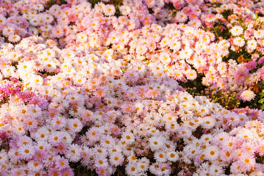 Soft pink and white garden chrysanthemum morifolium flowers blooming in autumn sunny garden. Abundant ornamental flowers, floral background, seasonal botanical decorative plants