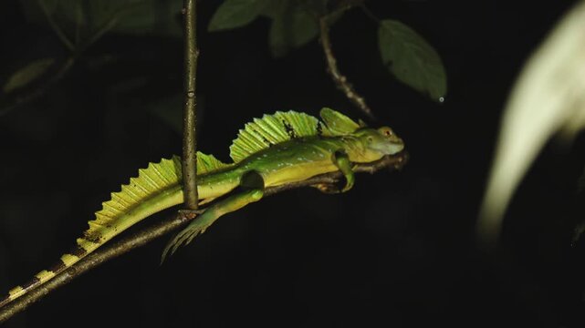 Green plumed basilisk lizard resting on branch at night