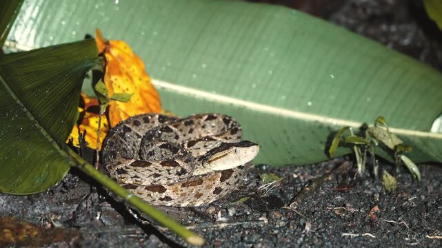 Fer-de-lance pit viper snake flicking its tongue