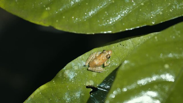 Tiny brown tree frog resting on wet green leaf in the rainforest