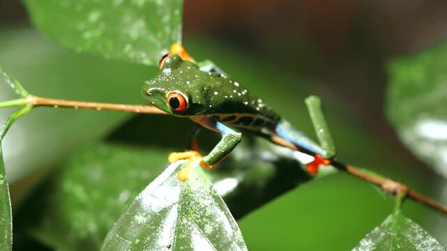Red-eyed tree frog perching on a green leaf