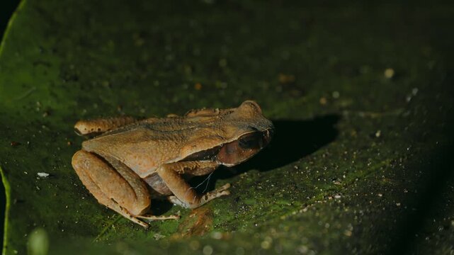Little brown frog breathing on a green leaf