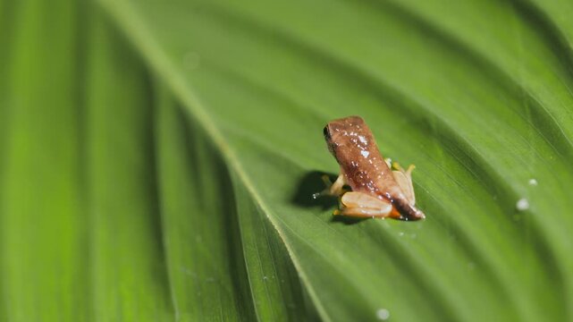 Tiny brown tree frog resting on big green leaf