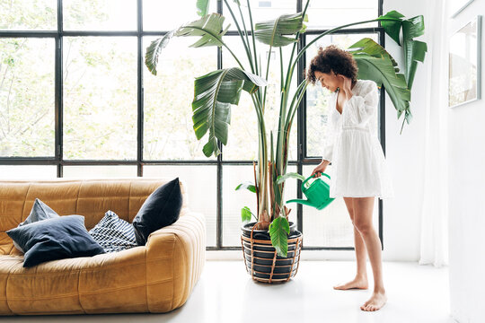 Woman watering large houseplant in bright living room