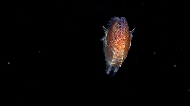Female Paper Nautilus