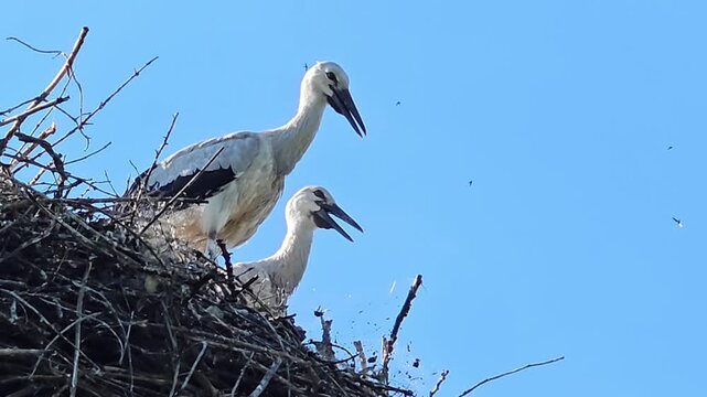 storks in the nest