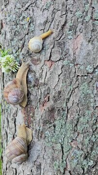 snail on a tree