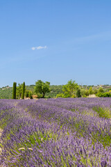 Fototapeta premium Lavendelfeld, Provence