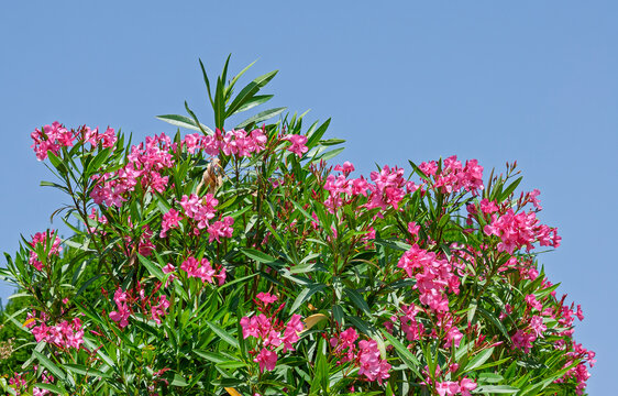 Oleander (Nerium oleander)