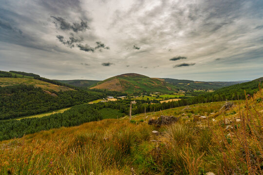 Golden grasses sway under a cloudy, soft sky