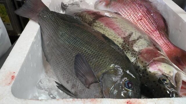 Fresh Fish on Ice in a Styrofoam Box, Delivered This Morning: Japanese Seafood at an Izakaya