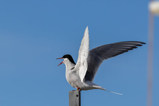 Arctic Tern