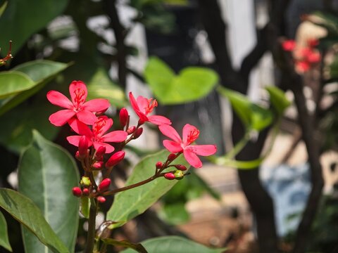 Red Jatropha integerrima flowers blooming in garden, close up of peregrina flower in bright sunlight