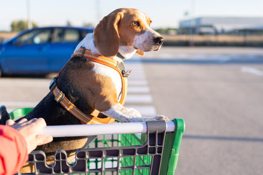 point of view of a pet owner and a Beagle dog inside a shopping cart in a supermarket parking lot 