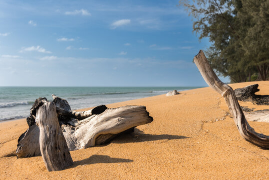 Ein malerischer Strand in Phuket in Thailand mit verwittertem Treibholz und einem unber&uuml;hrtem Strand