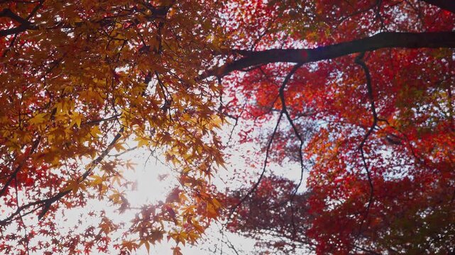 Autumn Maple Canopy with Sun Flare and Swaying Leaves 4K Real Footage