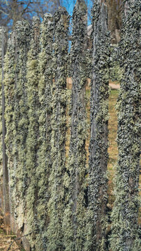 Old wooden fence covered with green and grey moss and lichen