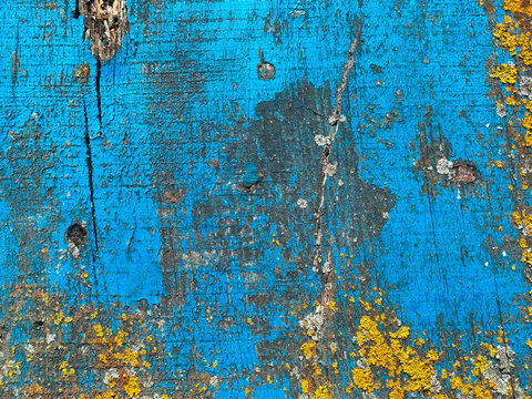 Peeling blue paint on weathered wood with yellow lichen texture