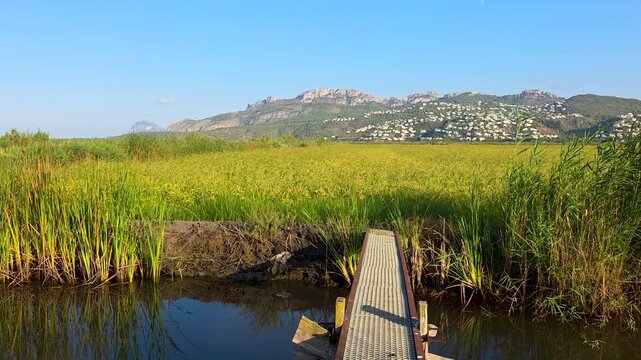 Small footbridge crosses water canal with green Bomba rice fields nearby. Scenic mountains rise in the background of Marjal de Pego Oliva Natural Park in Alicante, Spain.