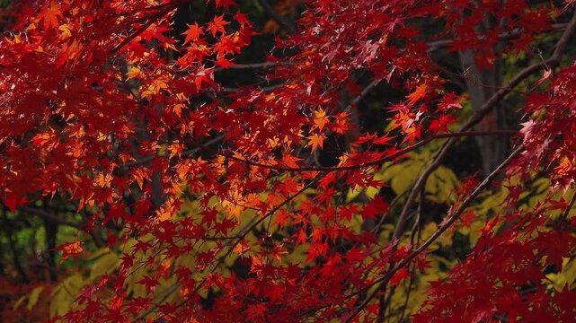 Red Maple Leaves Swaying in Autumn Wind 4K Real Footage