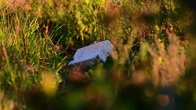 Abandoned white foam container lying in wild grass during golden hour, highlighting litter pollution, environmental neglect, and the need for outdoor cleanup