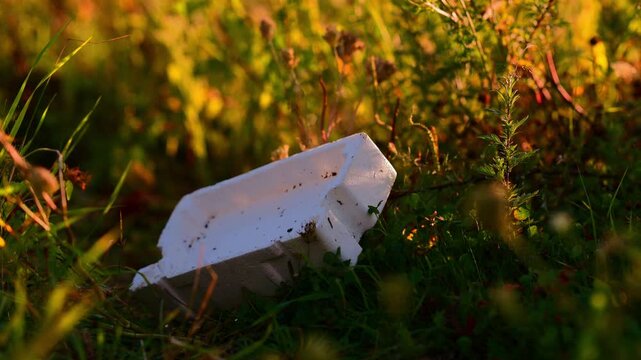 Abandoned white foam container lying in wild grass during golden hour, highlighting litter pollution, environmental neglect, and the need for outdoor cleanup