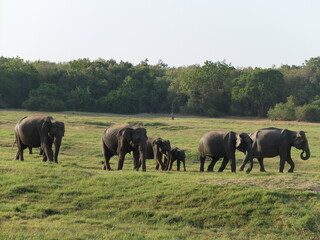 Herd of wild Asian elephants with calves walking across a green grassland in Minneriya National Park, Sri Lanka  © Alejandro Barchín
