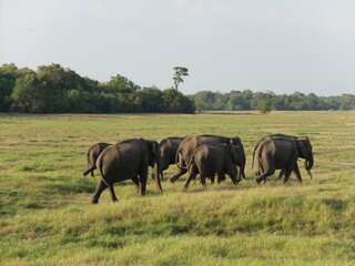 Herd of wild Asian elephants with calves walking across a green grassland in Minneriya National Park, Sri Lanka  © Alejandro Barchín