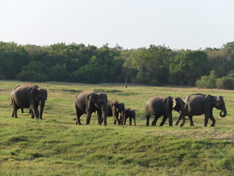 Herd of wild Asian elephants with calves walking across a green grassland in Minneriya National Park, Sri Lanka

