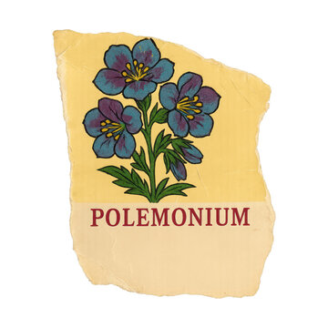 PNG Vintage floral botanical illustration.