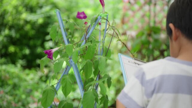 夏休みの宿題に朝顔の絵日記を書く小学一年生の男の子
