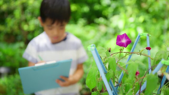 夏休みの宿題に朝顔の絵日記を書く小学一年生の男の子
