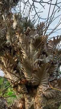 Close up of dry brown oak leaf fern Drynaria quercifolia growing on tree trunk