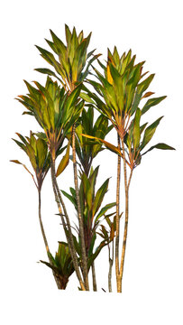 Tropical Cordyline Ti plant isolated on transparent background PNG