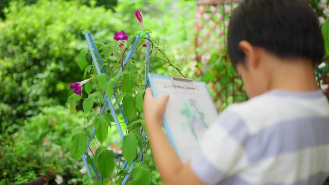 夏休みの宿題に朝顔の絵日記を書く小学一年生の男の子
