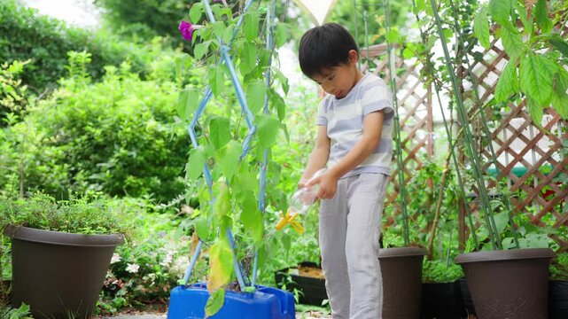 夏休みの宿題に朝顔の水遣りをする小学一年生の男の子