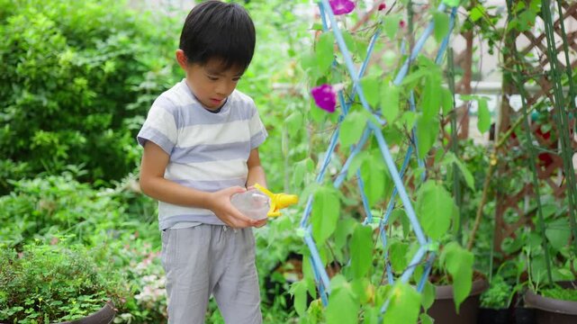 夏休みの宿題に朝顔の水遣りをする小学一年生の男の子