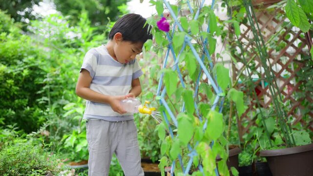 夏休みの宿題に朝顔の水遣りをする小学一年生の男の子