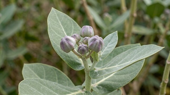 Botanical Close Up of Calotropis Procera Plant Displaying Purple Buds and Green Leaves calotropis procera flower flowering plant purple bud green leaf leaves natural nature botanical flora floral