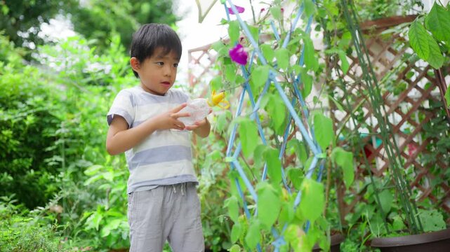 夏休みの宿題に朝顔の水遣りをする小学一年生の男の子