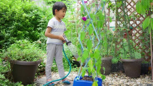 夏休みの宿題に朝顔の水遣りをする小学一年生の男の子