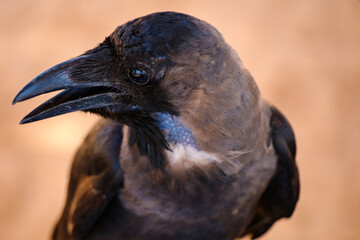 Naklejka premium Close-up headshot of a black crow with an open beak and glossy feathers