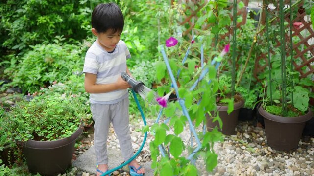 夏休みの宿題に朝顔の水遣りをする小学一年生の男の子