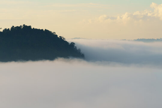 Rainforest Ridge Emerging Above Sea of Clouds