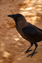 Naklejka premium Side profile of a black house crow standing outdoors on sandy ground