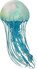 blue jellyfish watercolor on white background © kittipon