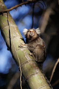 Common marmoset monkey with striking white ear tufts clinging to a green bamboo tree trunk in its natural outdoor habitat, looking directly at camera