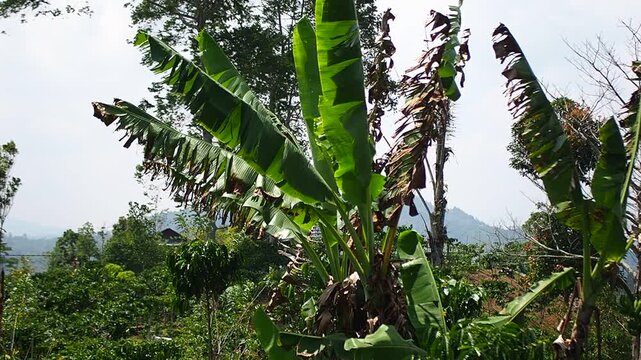 Banana trees with vibrant green and dry leaves swaying in the wind amidst a lush tropical mountain landscape on a sunny day.