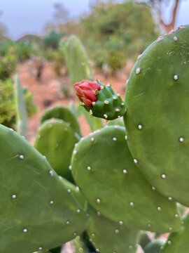 Close up of red flower bud blooming on green opuntia cochenillifera nopal cactus pad