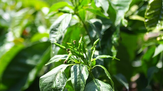 Close-up of fresh green chili peppers growing on a vibrant plant in natural sunlight